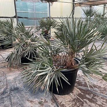 Trinthrinax Campestris 100/120cm / 80/90Lt