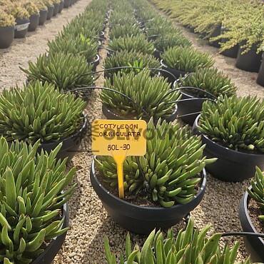 MIX sukulentů -  15lt