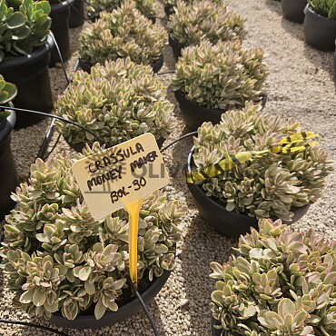 MIX sukulentů -  15lt