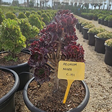 MIX sukulentů -  15lt