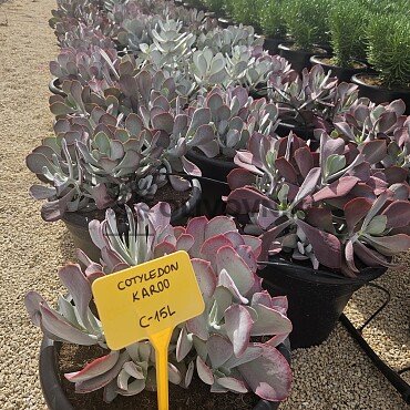 MIX sukulentů -  15lt