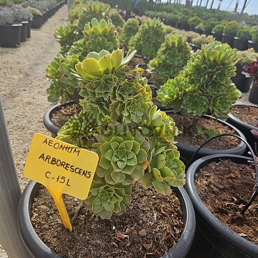 MIX sukulentů -  15lt