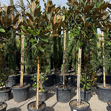 Magnolia grandiflora - 220/250cm / na kmínku