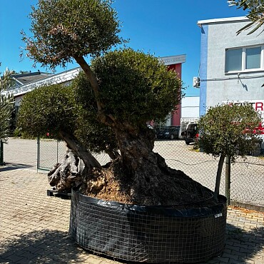 Olivovník Multiball Planta