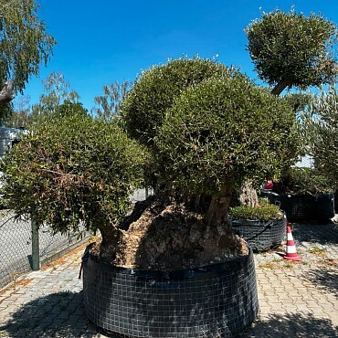 Olivovník Multiball Planta