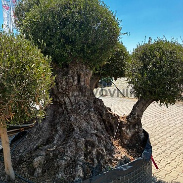 Olivovník Multiball Planta