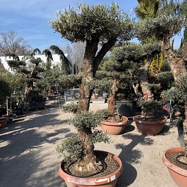 Olivovník Bonsai plato / 180-220cm