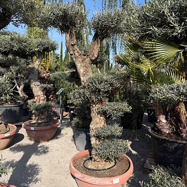 Olivovník Bonsai plato / 180-220cm