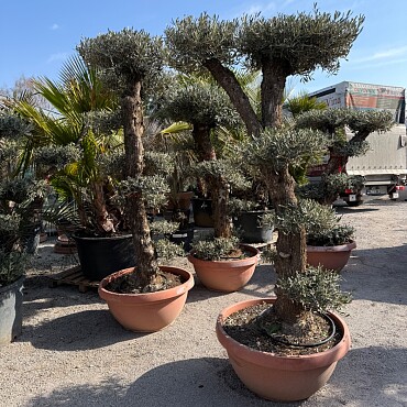 Olivovník Bonsai plato / 180-220cm