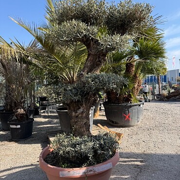 Olivovník Bonsai plato / 180-220cm