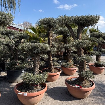 Olivovník Bonsai plato / 180-220cm