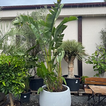 Strelitzia Augusta 200/250cm + květináč Titano šedá kámen