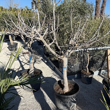 FICUS CARICA - Fíkovník 70lt (180 - 200cm)