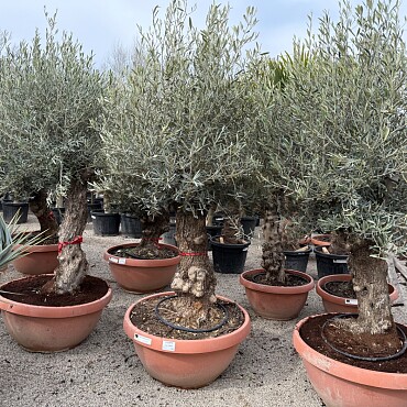 Olivovník Bonsai Q90 + pěstební set zdarma