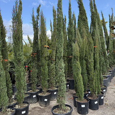 2026 Rezervace / Cypřiš stálezelený - Cupressus Sempervirens - Totem Garda