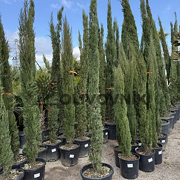 Cypřiš stálezelený - Cupressus Sempervirens Stricta - Totem EXTRA