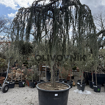Cedr - CEDRUS ATLANTICA "Glauca Pendula"