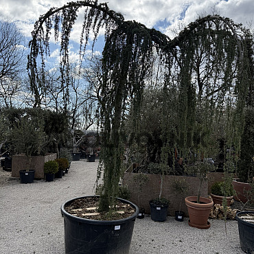 Cedr - CEDRUS ATLANTICA "Glauca Pendula"