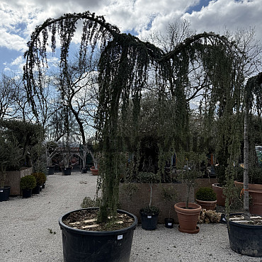 Cedr - CEDRUS ATLANTICA "Glauca Pendula"