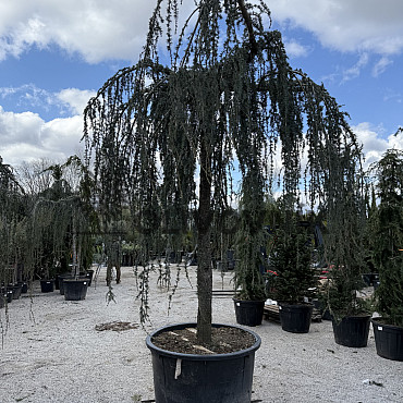 Cedr - CEDRUS ATLANTICA "Glauca Pendula"