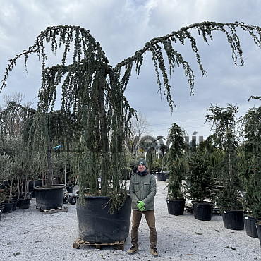 Cedr - CEDRUS ATLANTICA "Glauca Pendula"