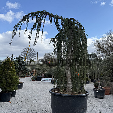 Cedr - CEDRUS ATLANTICA "Glauca Pendula"