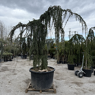 Cedr - CEDRUS ATLANTICA "Glauca Pendula"