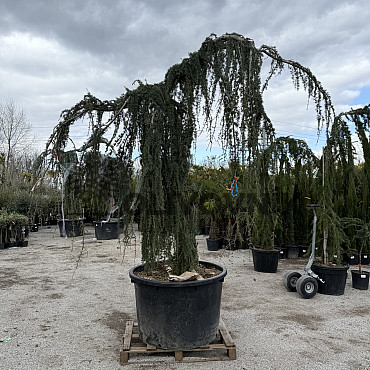Cedr - CEDRUS ATLANTICA "Glauca Pendula"