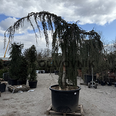 Cedr - CEDRUS ATLANTICA "Glauca Pendula"