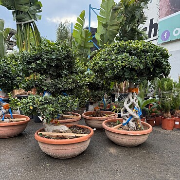 FICUS MICROCARPA - vhodné do interiéru (100cm)