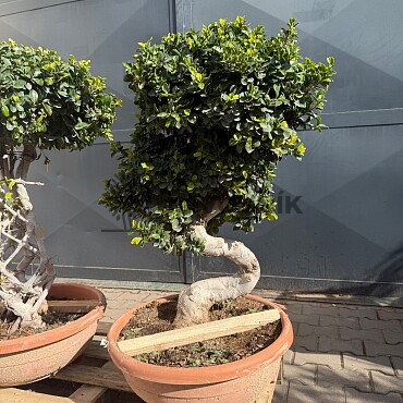 FICUS MICROCARPA - vhodné do interiéru (90cm)