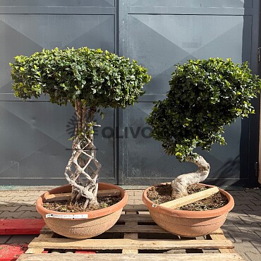 FICUS MICROCARPA - vhodné do interiéru (90cm)