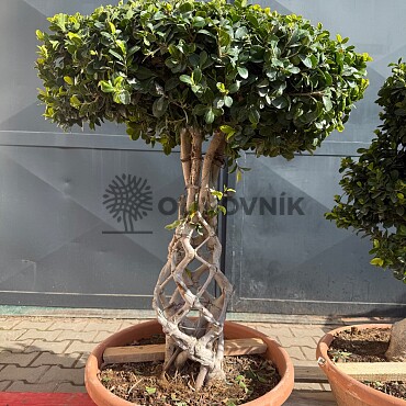 FICUS MICROCARPA - vhodné do interiéru (100cm)