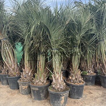 BUTIA CAPITATA