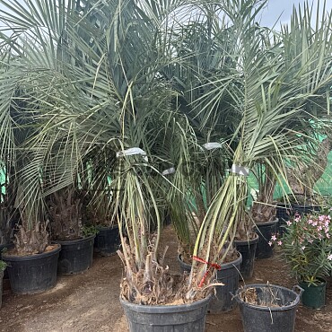 BUTIA CAPITATA