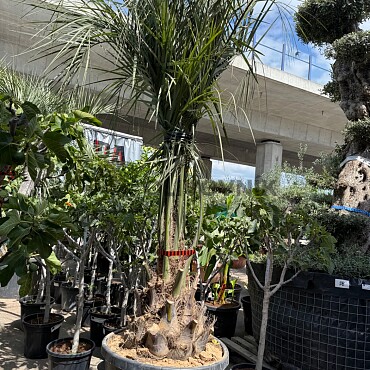 BUTIA CAPITATA