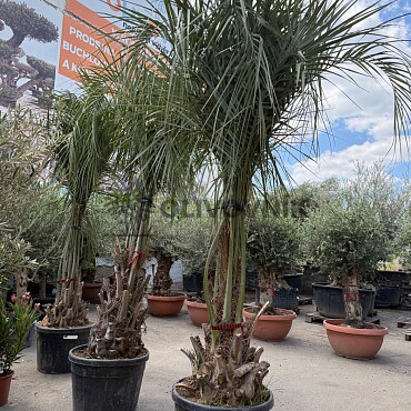 BUTIA CAPITATA