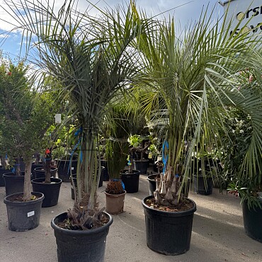 BUTIA CAPITATA