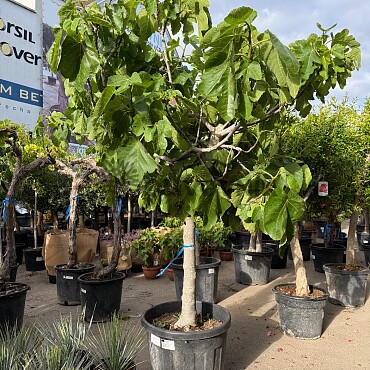 FICUS CARICA - Fíkovník 70lt (180 - 200cm)