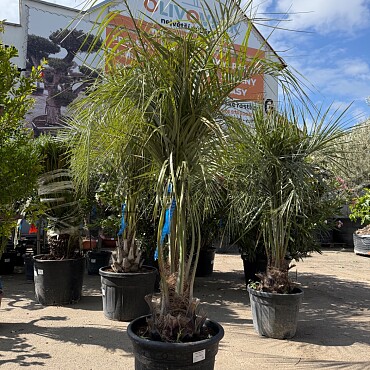 BUTIA CAPITATA