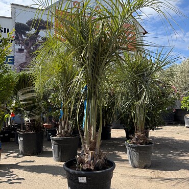 BUTIA CAPITATA