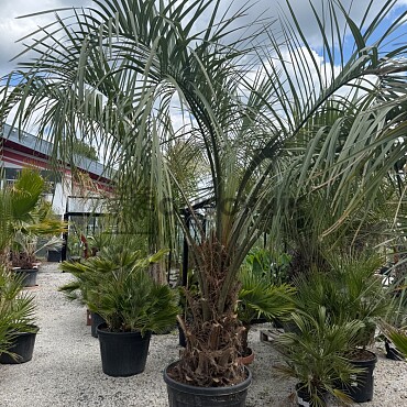 BUTIA CAPITATA