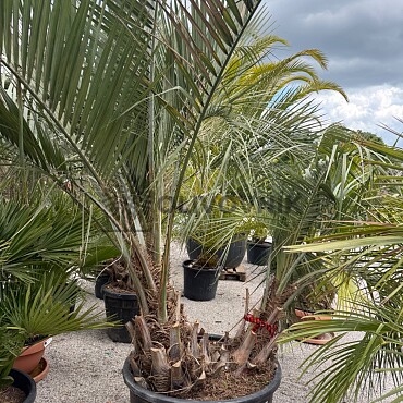 BUTIA CAPITATA