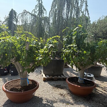 FICUS CARICA - Bowl T90 - 40/60 Bonsai