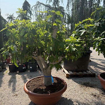 FICUS CARICA - Bowl T90 - 40/60 Bonsai