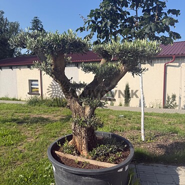 Olea Europaea  PON PON Platos