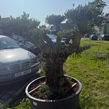 Olea Europaea  PON PON Platos