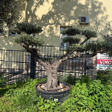 Olea Europaea  Platos L