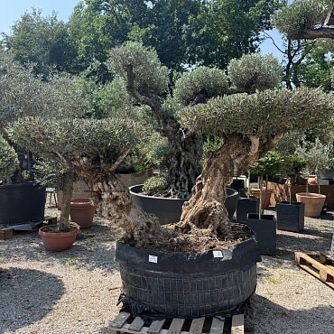 Olivovník BONSAI DOBLE DISCO