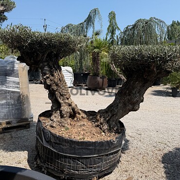 Olivovník BONSAI DOBLE DISCO